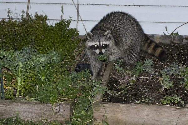 Raccoons
